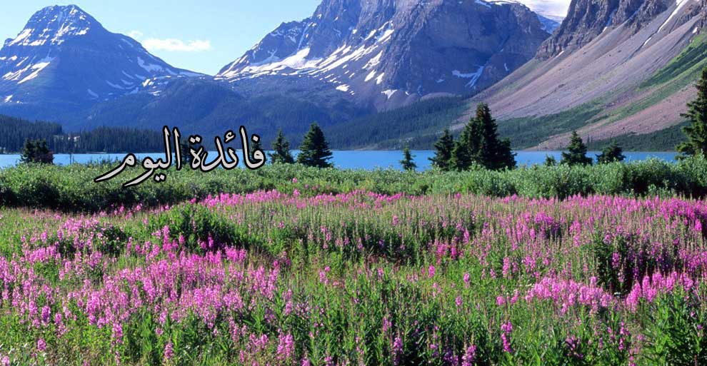 فائدة اليومّ