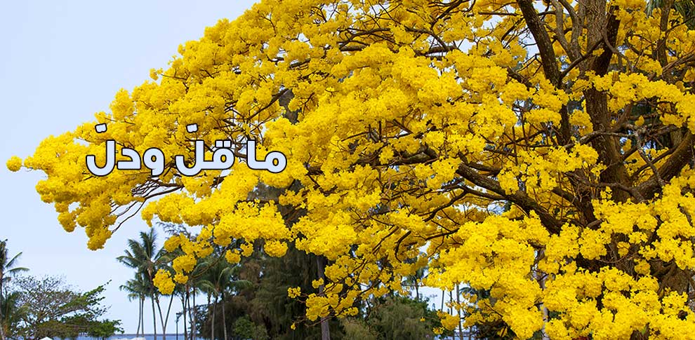 ما قلّ ودلّ